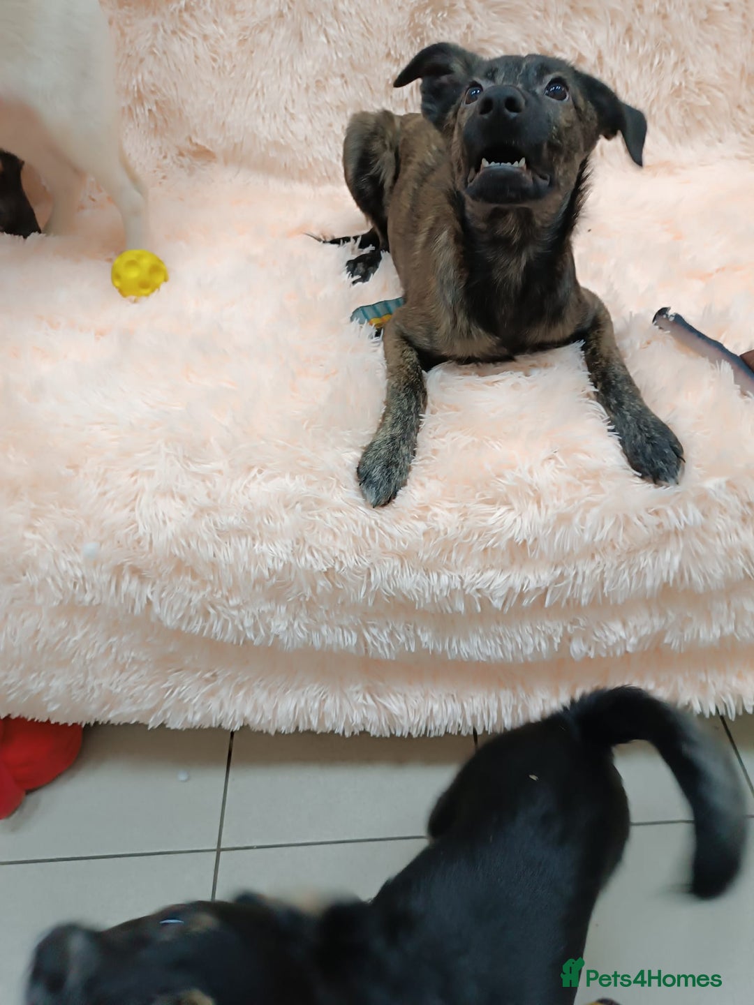 Mixed Breed dogs for adoption: 💙🐶 MILO 🐶💙 - Image 10
