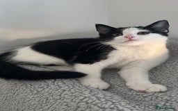 Domestic Shorthair cats for sale: Indoor Princess kitten  🐾 in Watford - Image 3