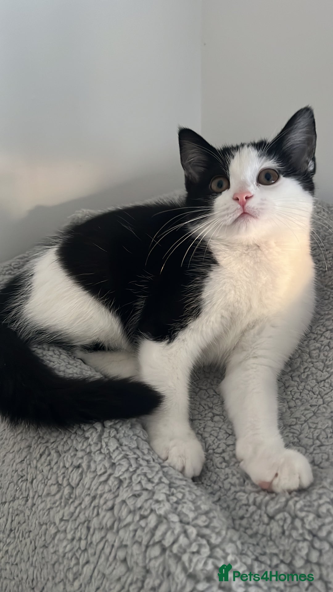 Domestic Shorthair cats for sale: Indoor Princess kitten  🐾 in Watford - Image 3