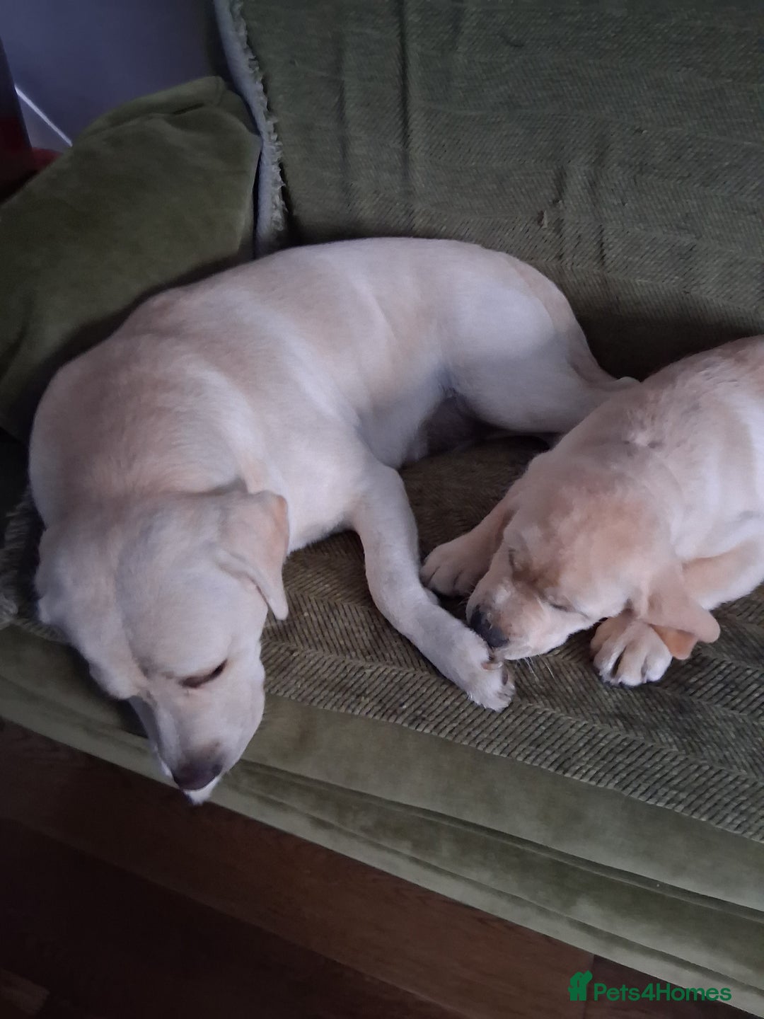 Labrador Retriever dogs for sale: Beautiful show quality female available  - Image 4