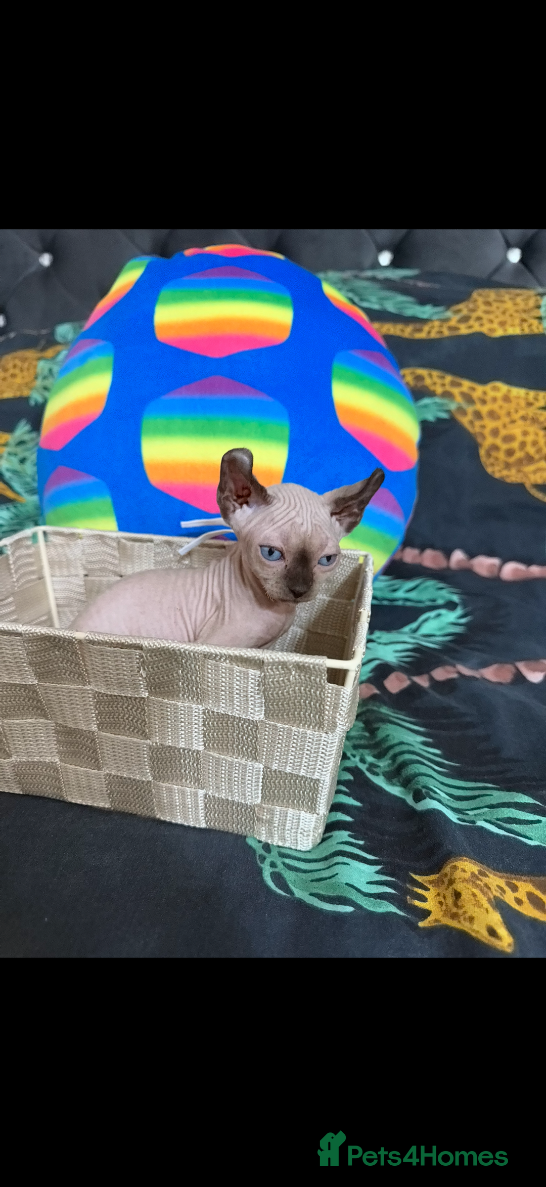 Sphynx cats for sale: Bald, bold elf blue eyes kittens  - Image 6