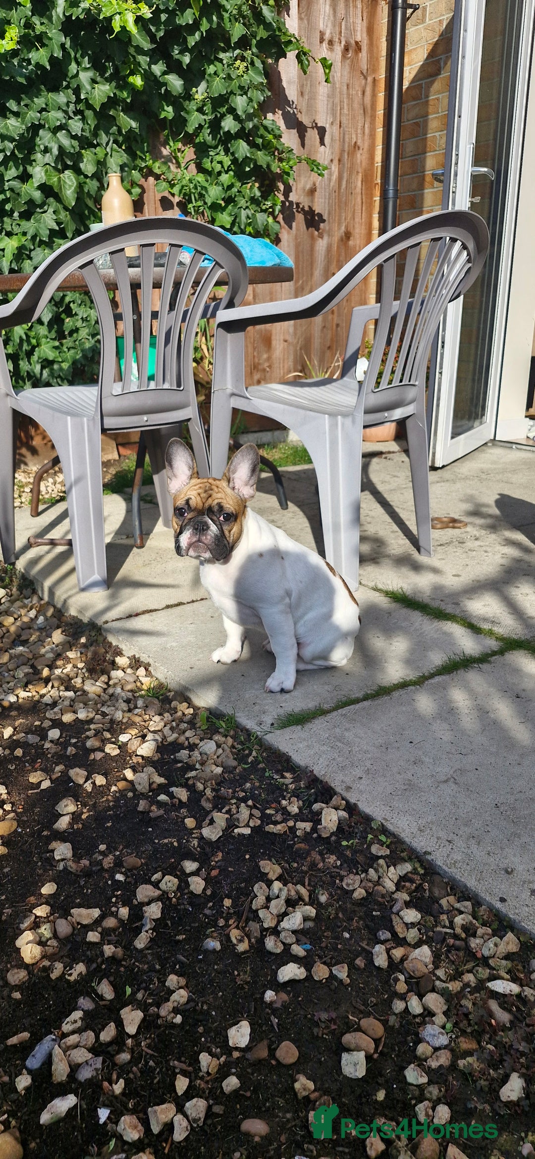 French Bulldog dogs for sale: French Bulldog - Advert 21