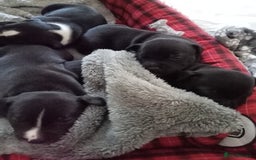 Staffordshire Bull Terrier dogs for sale: ‼️ReadyForCollection‼️Blue Staffie Puppies  in Tipton - Image 8