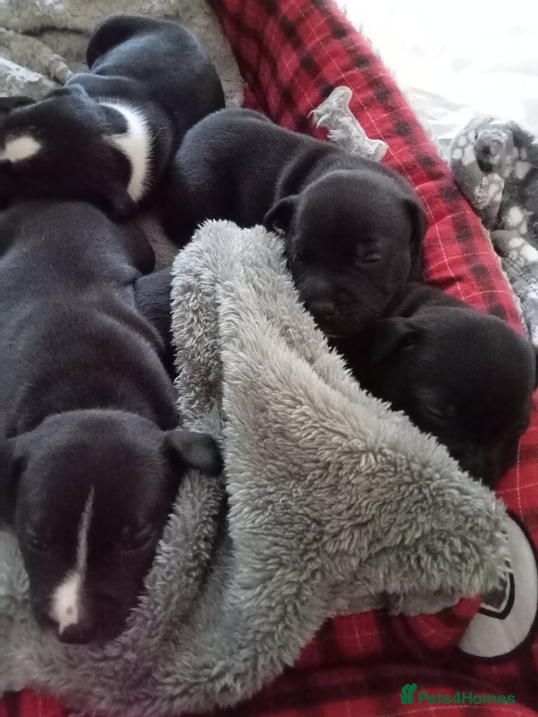 Staffordshire Bull Terrier dogs for sale: ‼️ReadyForCollection‼️Blue Staffie Puppies  in Tipton - Image 8