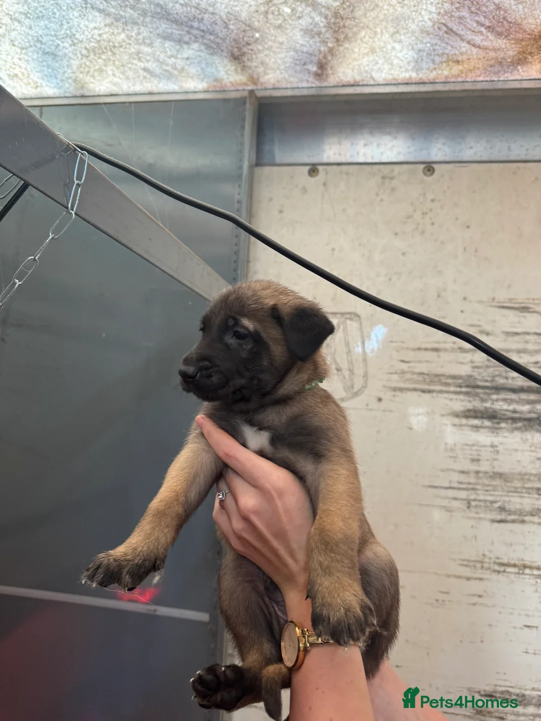 Belgian Shepherd Dog dogs for sale: Gorgeous Belgian Malinois Puppies - Advert 17