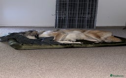 Huskita dogs for sale: Husky cross Akita  - Image 7
