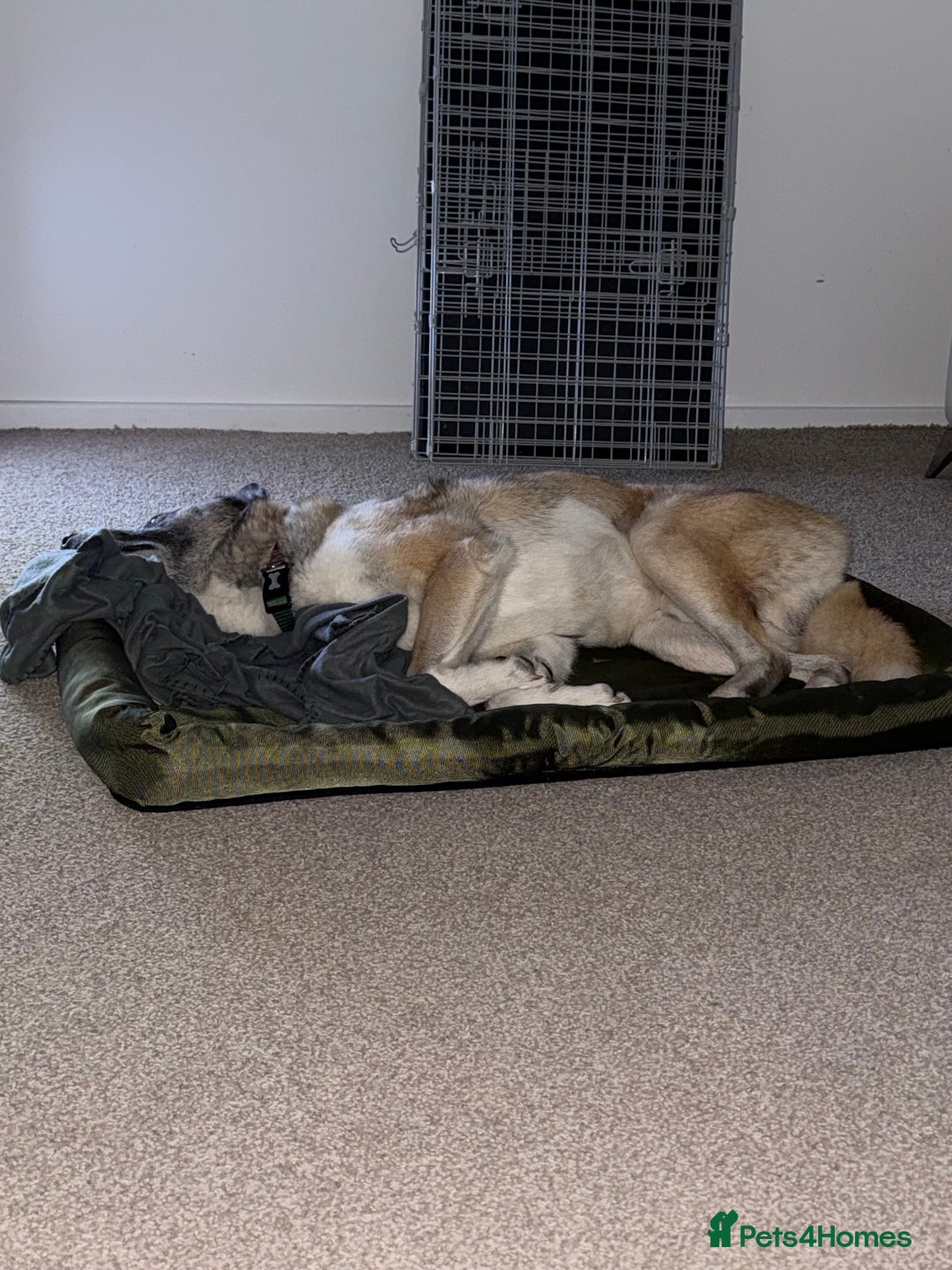 Huskita dogs for sale: Husky cross Akita  - Image 7
