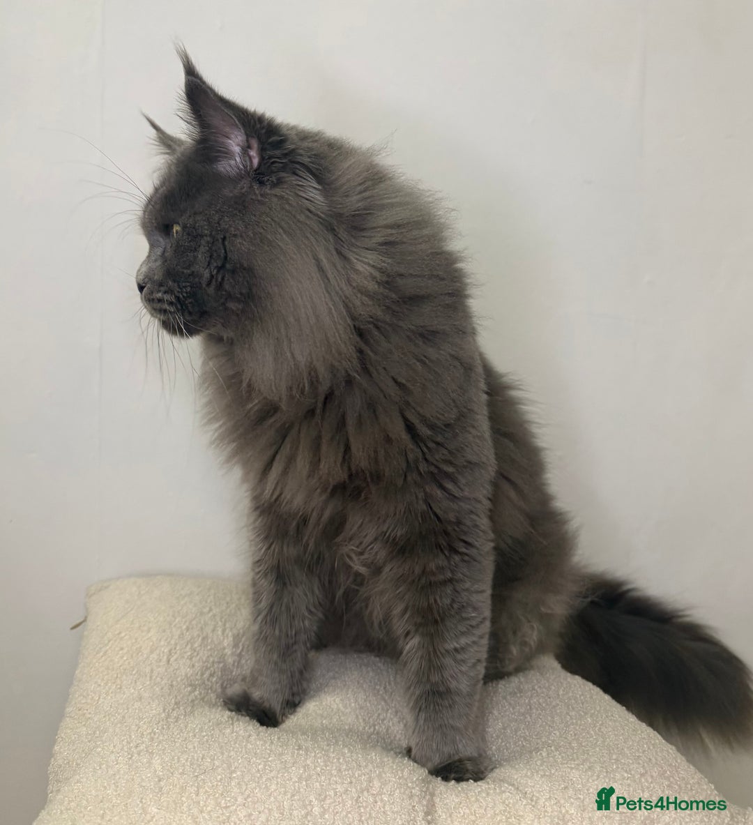 Maine Coon cats for stud: Three HANDSOME Maine Coon Studs! - Advert 5