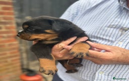 Rottweiler dogs for sale: Beautiful chunky Rottweiler puppies  - Image 6