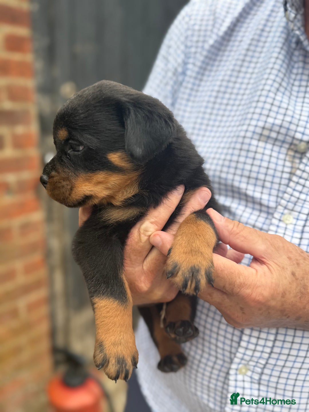 Rottweiler dogs for sale: Beautiful chunky Rottweiler puppies  - Image 6
