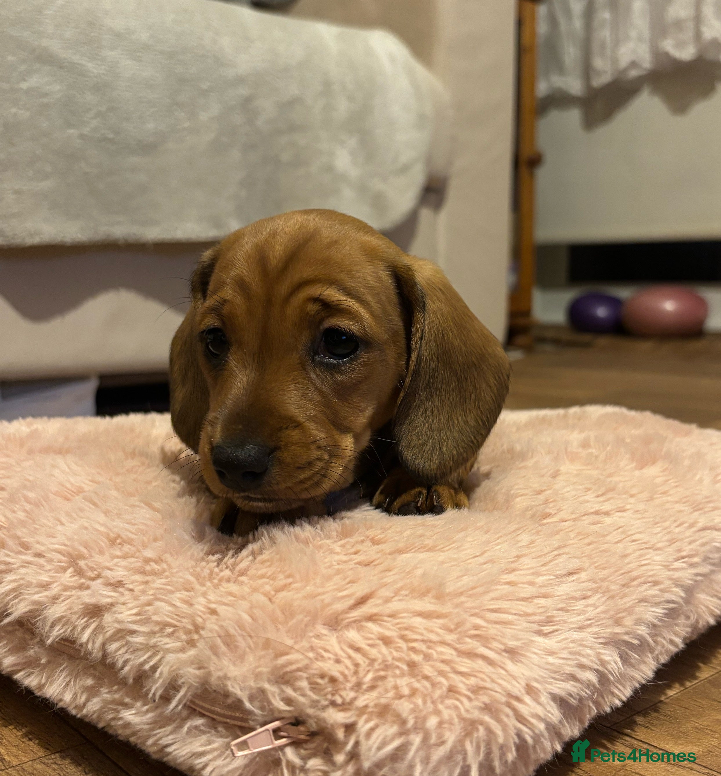 Miniature Dachshund dogs Miniature dachshund - Advert 15