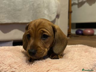 Miniature Dachshund dogs Miniature dachshund - Advert 15