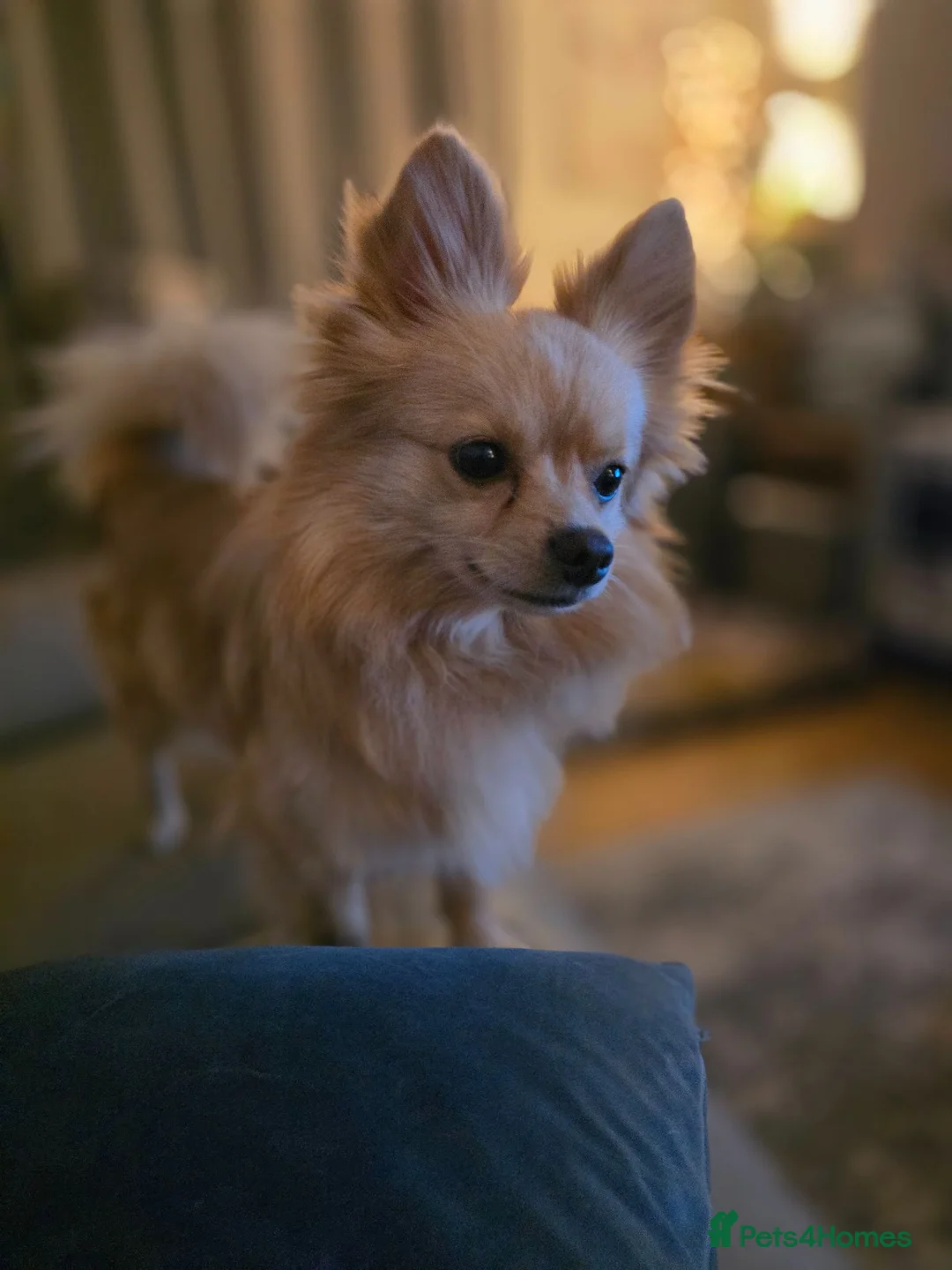 Pomchi dogs for sale: 🐶18month old Rare Blonde Tiny Pomchi 🥰 - Advert 2