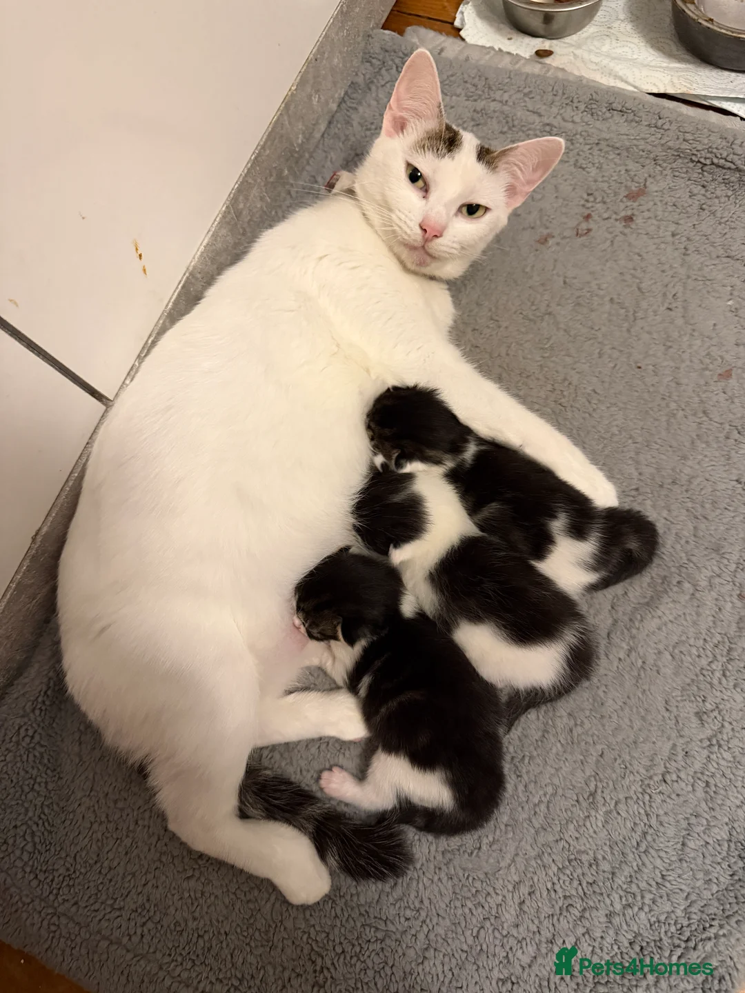 Mixed Breed cats for sale: Three lovely kittens  - Advert 1