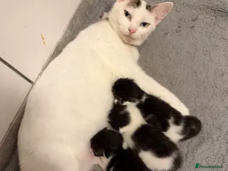 Mixed Breed cats Three lovely kittens - Advert 3