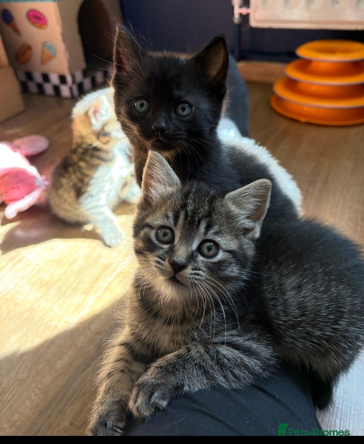 Bombay cats 2 sweet girls for sale - Advert 8
