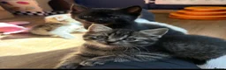 Bombay cats for sale: Beautiful black Bombay X girl left - Advert 2
