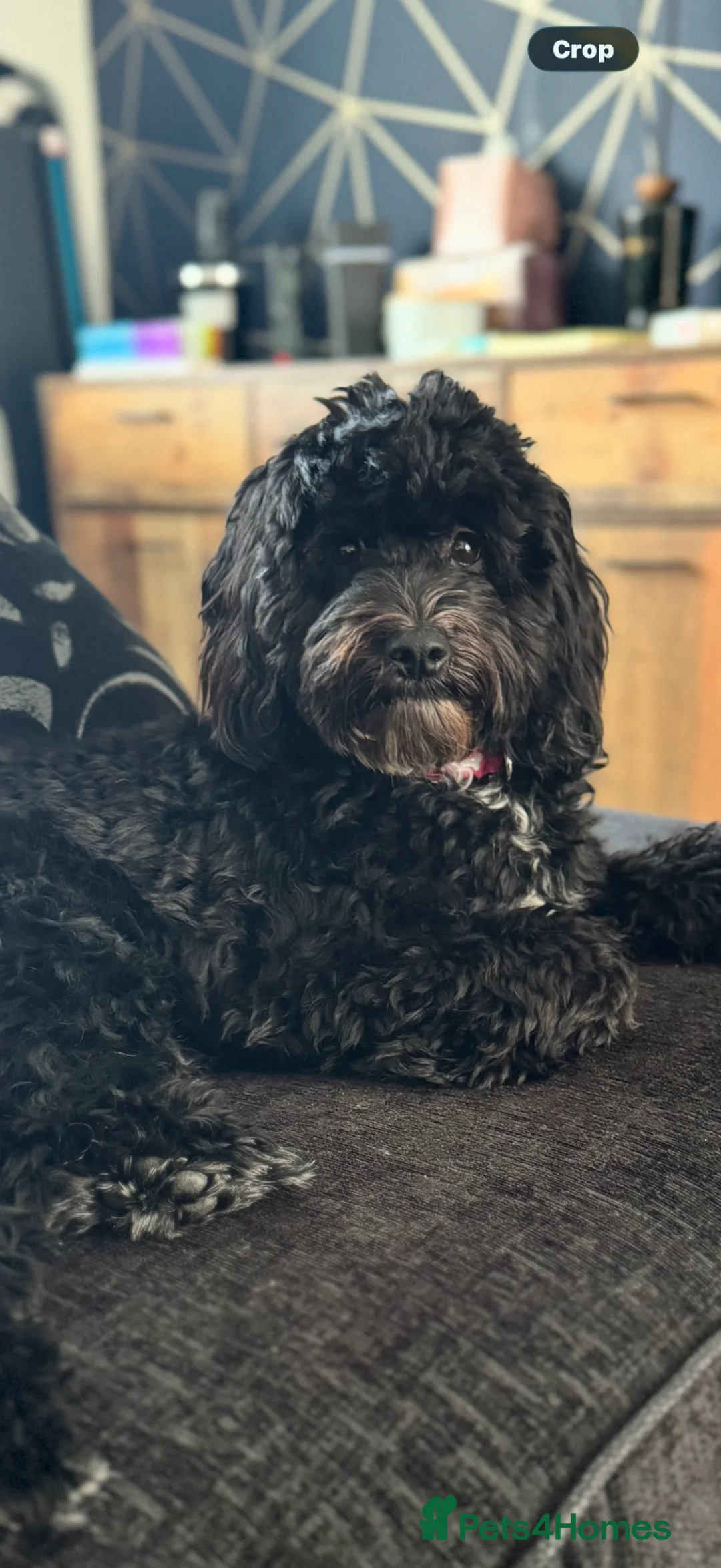 Cockapoo dogs for sale: Beautiful Cockapoo for sale  in Bedale - Advert 2