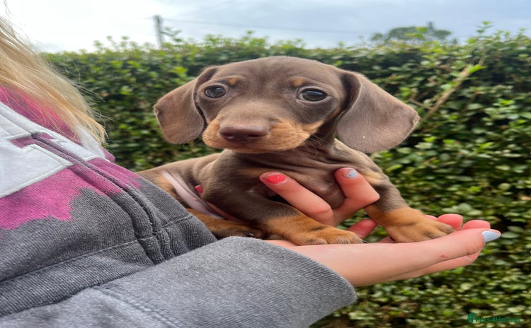 Dachshund dogs - Advert 4