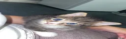 Mixed Breed cats for sale: 4 tabby kittens  in Leeds - Advert 3