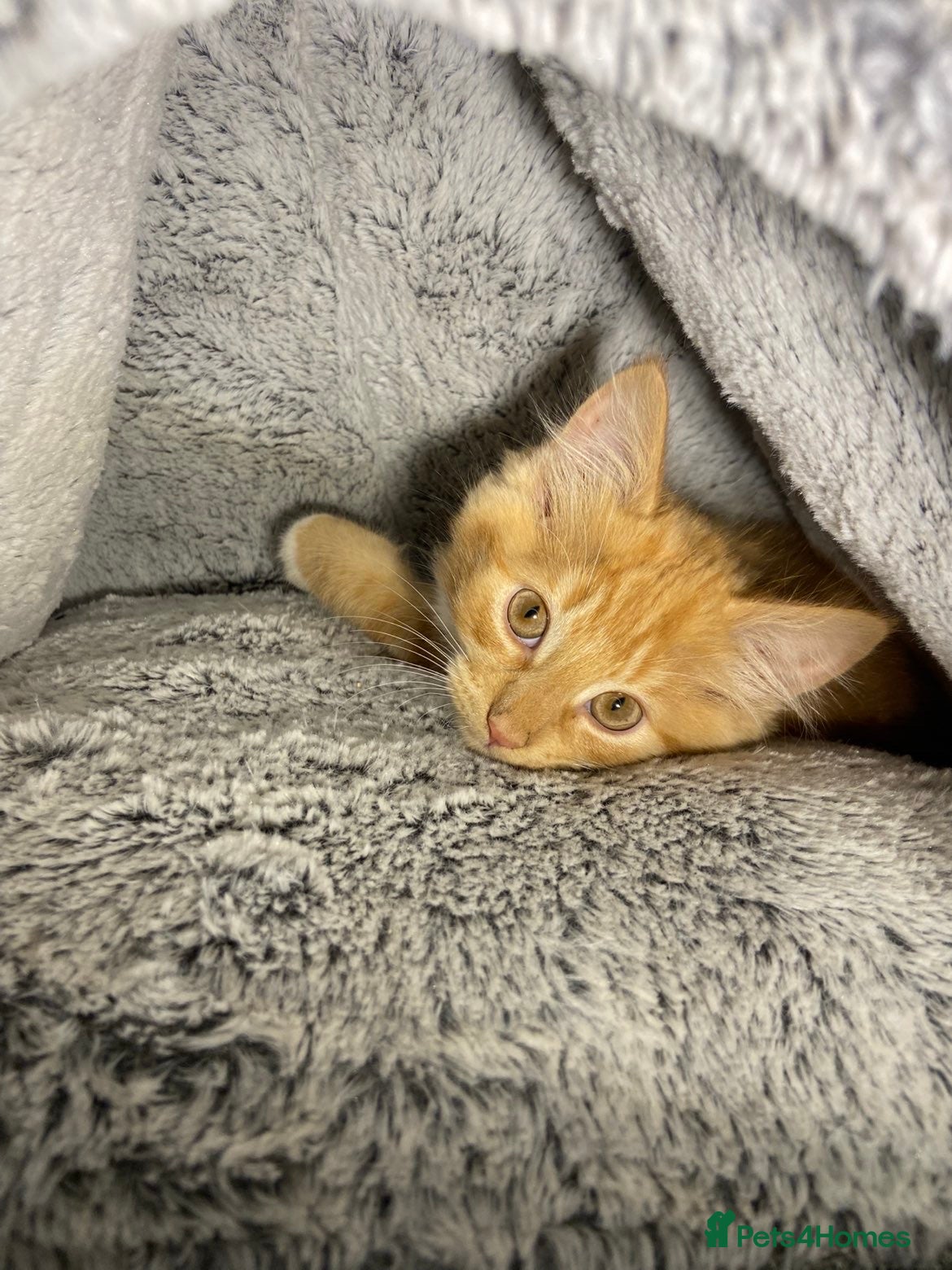 Mixed Breed cats Cute Male Fluffy Ginger Kitten Ready To Leave🏡 - Advert 1