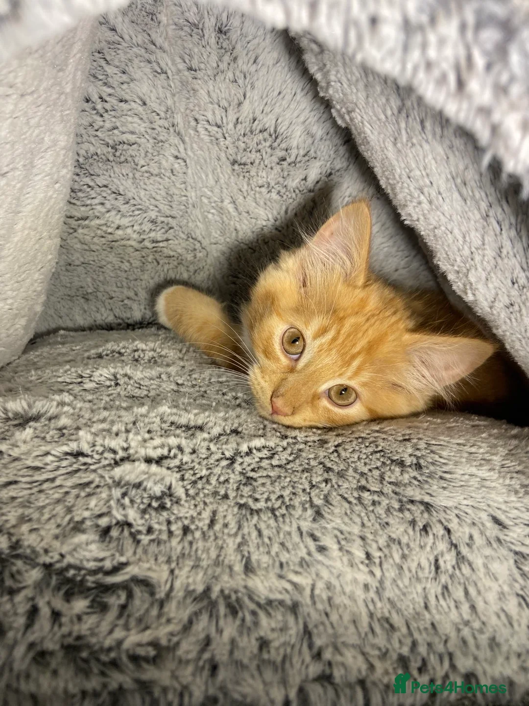 Mixed Breed cats for sale: Cute Male Fluffy Ginger Kitten Ready To Leave🏡 - Advert 1