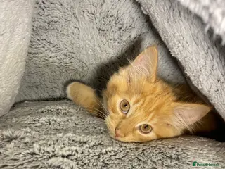 Mixed Breed cats Cute Male Fluffy Ginger Kitten Ready To Leave🏡 - Advert 1
