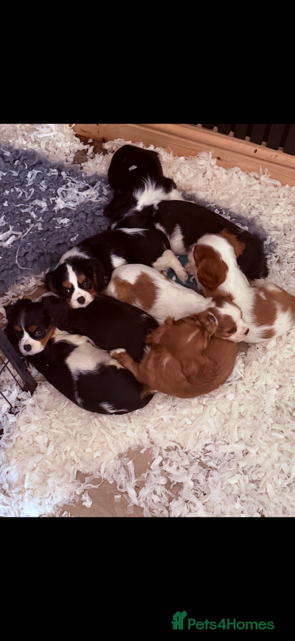 Cavalier King Charles Spaniel dogs Kc cavalier puppies dna clear  - Advert 1