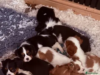 Cavalier King Charles Spaniel dogs for sale: Kc cavalier puppies dna clear - Advert 1