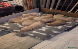Labrador Retriever dogs for sale: Labrador puppies - Image 6