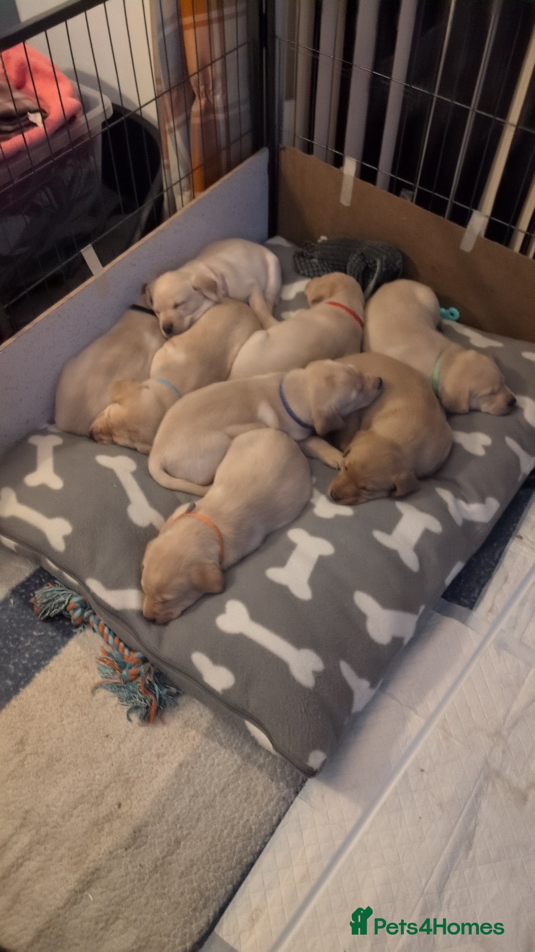 Labrador Retriever dogs for sale: Labrador puppies - Image 6