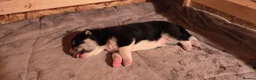 Huskita dogs for sale: Akita with 6% husky (Huskita) - Advert 20
