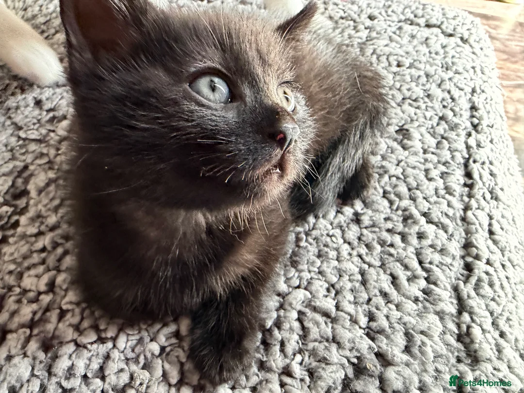 British Shorthair cats for sale: Lovely kittens  - Advert 6