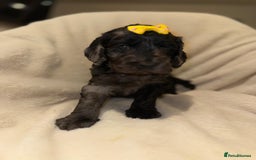 Cockapoo dogs for sale: F1 Cockapoo puppies  - Image 4