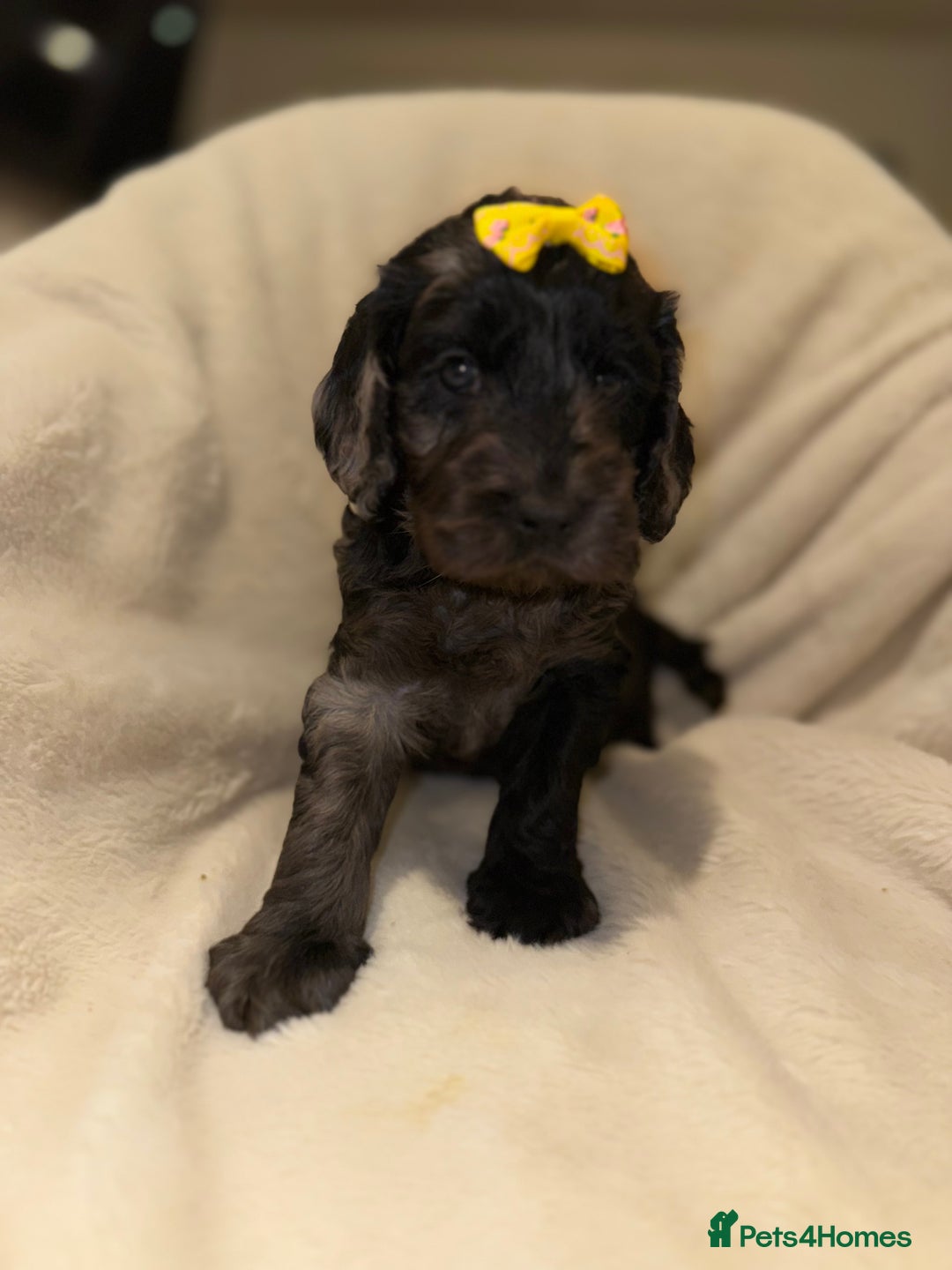 Cockapoo dogs for sale: F1 Cockapoo puppies  - Image 4