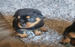 Rottweiler dogs for sale: Beautiful rottweiler puppies - Image 7