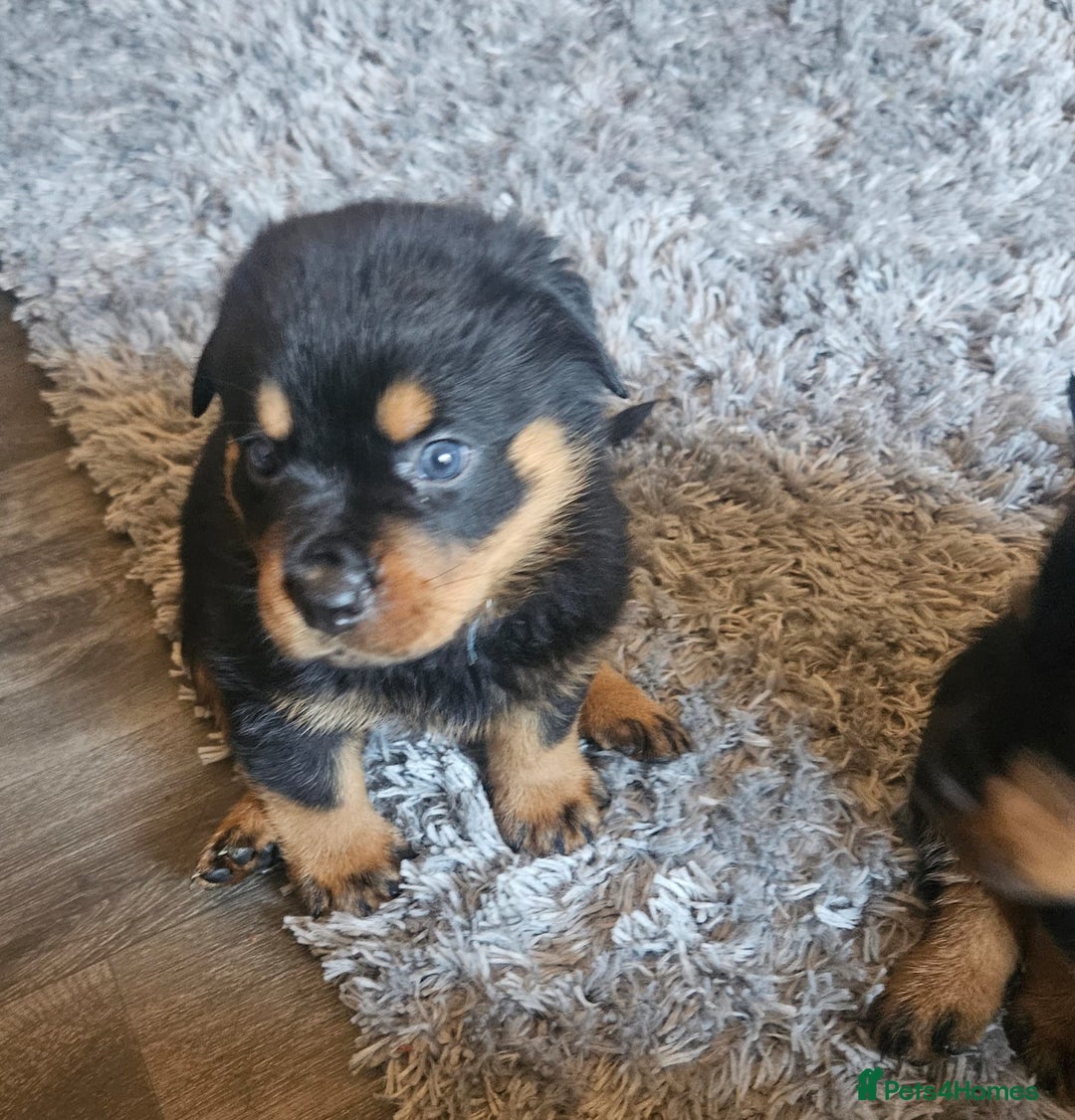 Rottweiler dogs for sale: Beautiful rottweiler puppies - Image 7