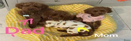 Toy Poodle dogs for sale: KC dark ExtraTiny toy poodle puppies champion line - Advert 5