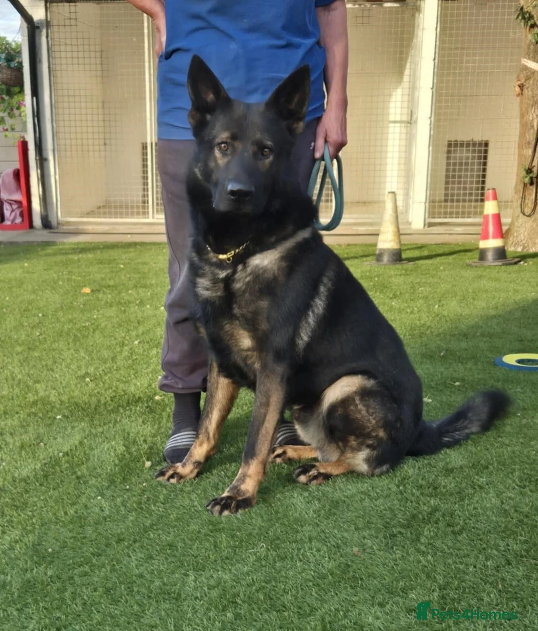 German Shepherd dogs for sale: KC registered German shepherd pups in Baldock - Advert 8
