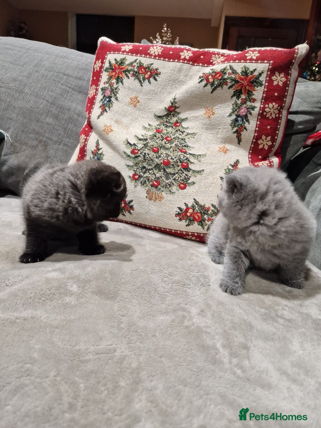 British Shorthair cats for sale: British Shorthair Kittens - Advert 3