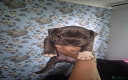 French Bulldog dogs for sale: French bulldogs - Image 3