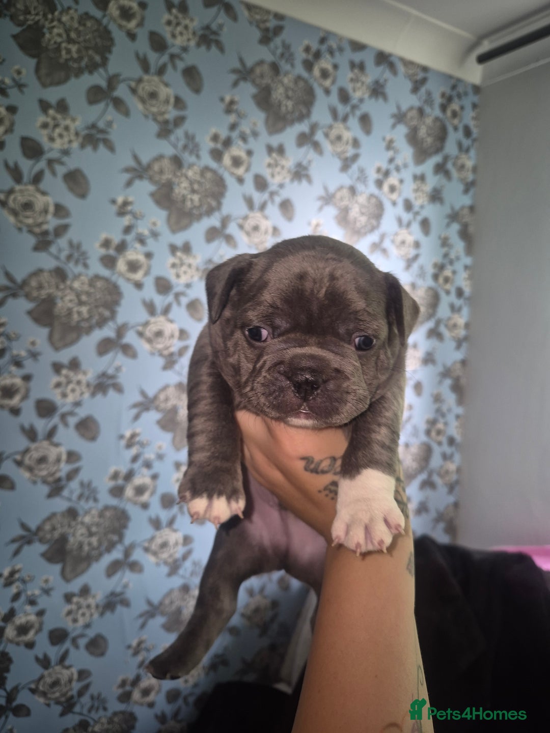 French Bulldog dogs for sale: French bulldogs - Image 3