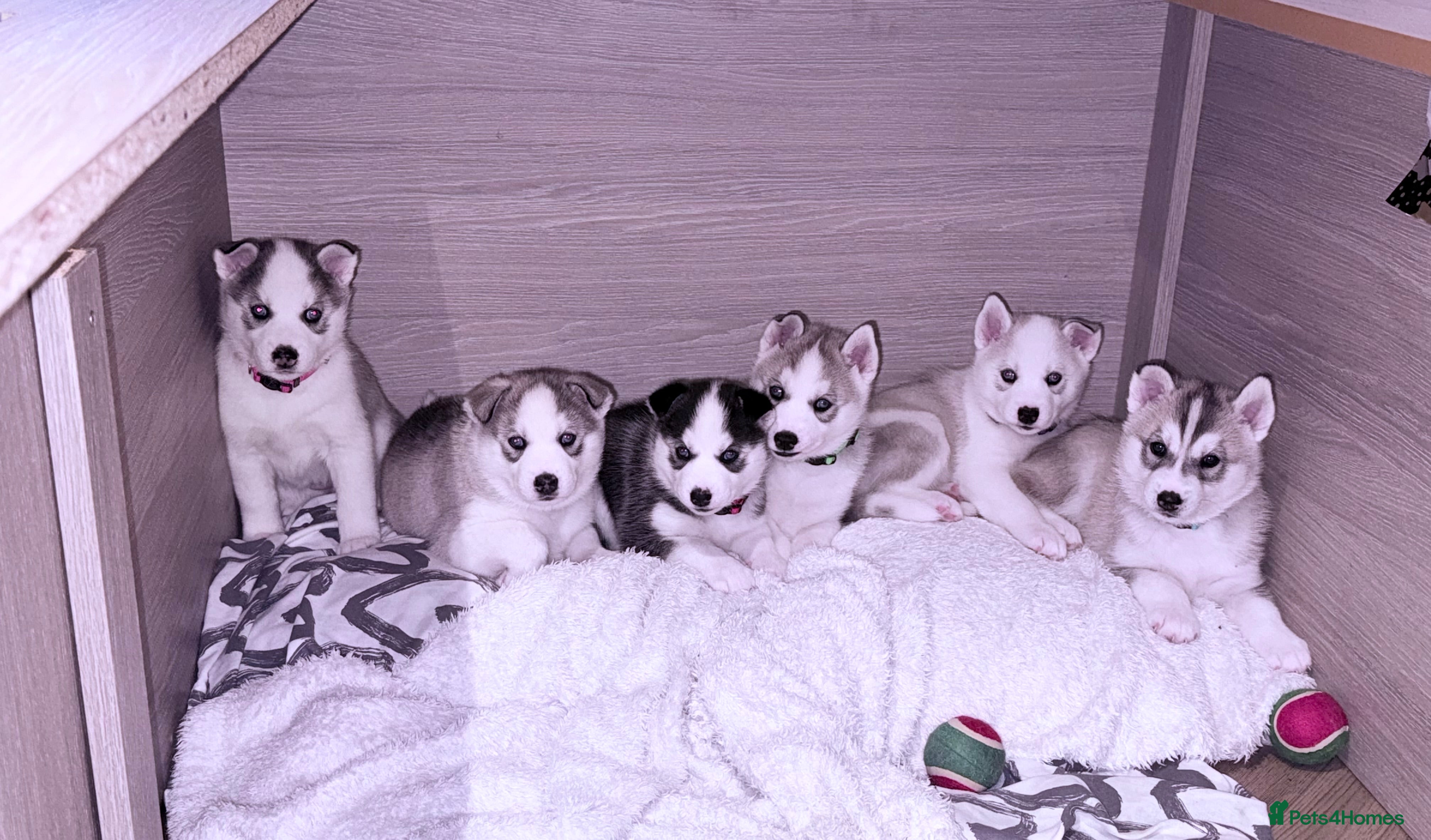 Siberian Husky dogs Beautiful Siberian Husky Puppies Ready to Reserve - Advert 14