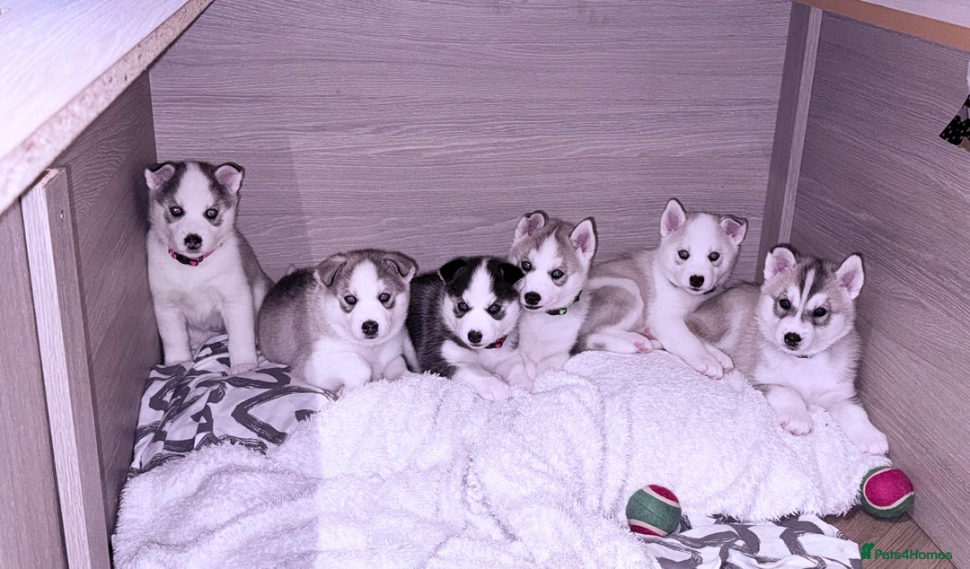 Siberian Husky dogs for sale: Beautiful Siberian Husky Puppies Ready to Reserve - Advert 12