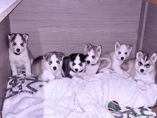 Siberian Husky dogs Beautiful Siberian Husky Puppies Ready to Reserve - Advert 14