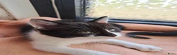 Mixed Breed cats for sale: Cats for sale - Advert 6