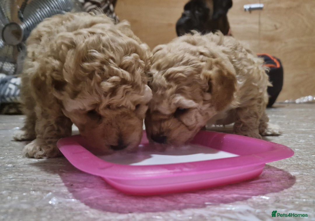 Poochon dogs for sale: Beautiful Poochon Puppies - Image 6