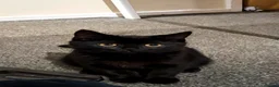 Mixed Breed cats for sale: Half BSH   - Advert 2