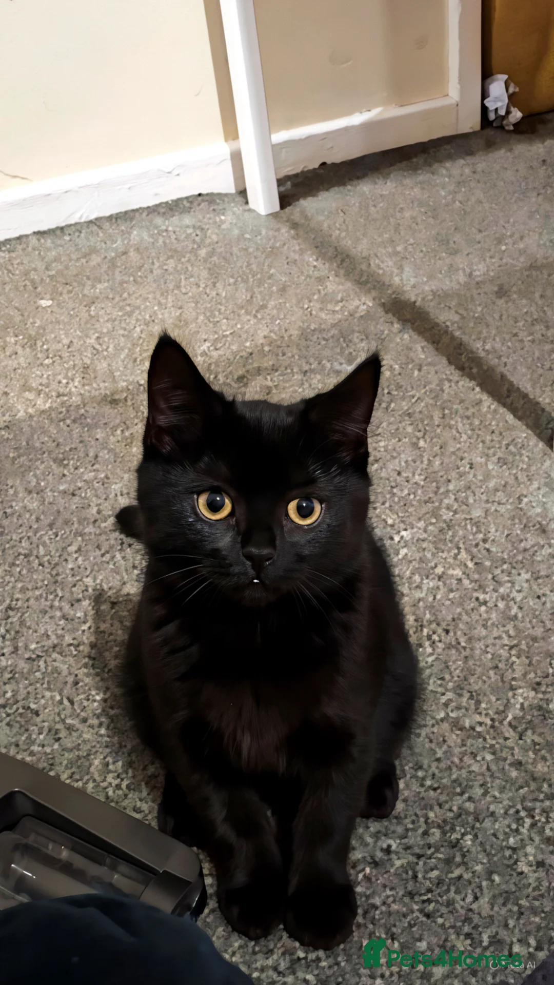 Mixed Breed cats for sale: Half BSH   - Advert 2