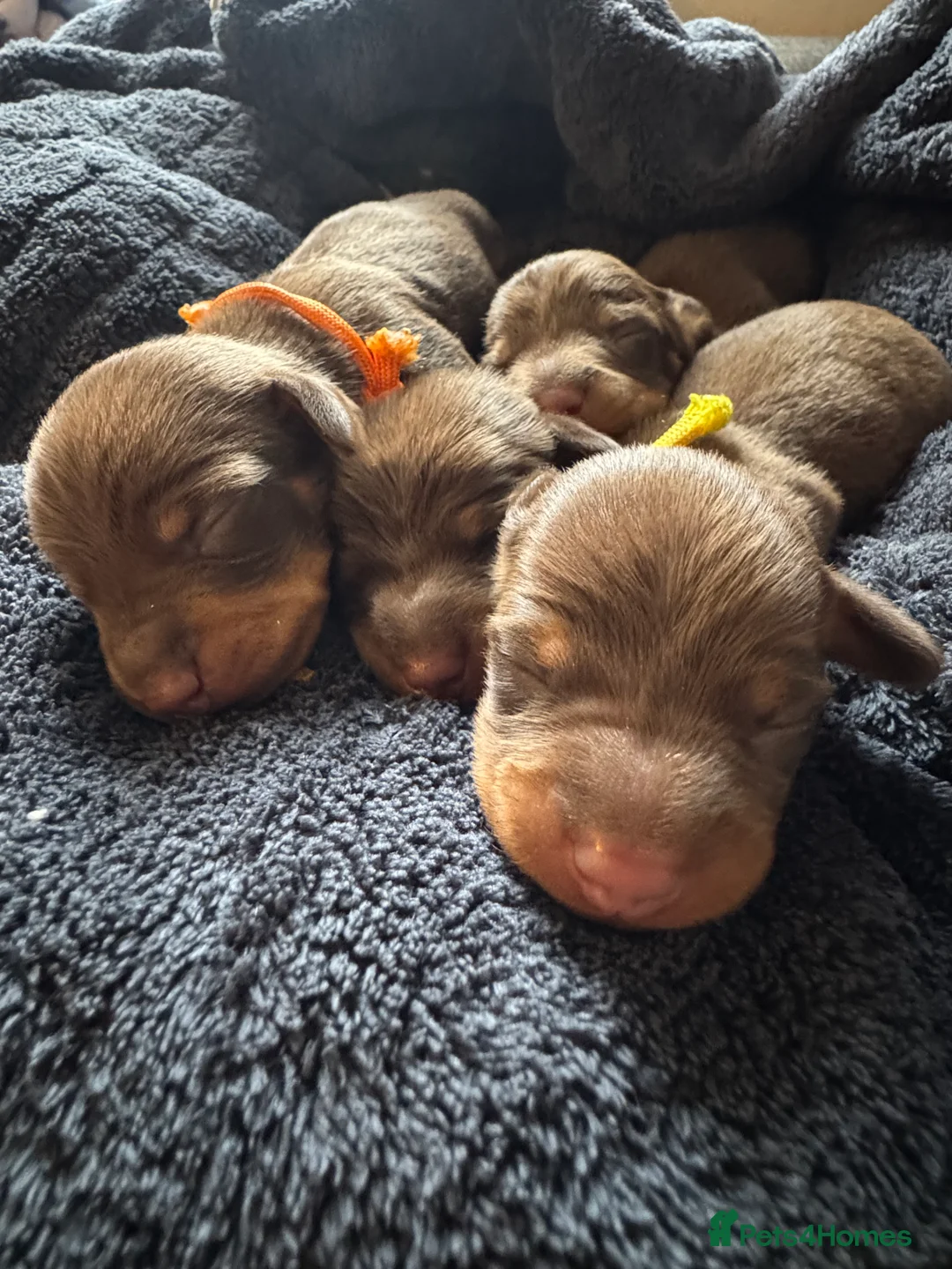 Miniature Dachshund dogs for sale: New Year’s Day Miniature Dachshunds!  - Advert 12